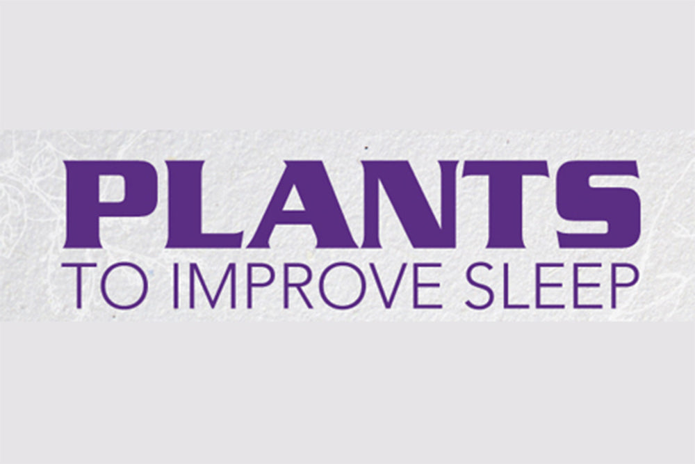 Plants to Improve Sleep